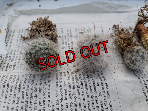 画像9: ミニサボ+ユーフォルビアセット　7P（22-3）