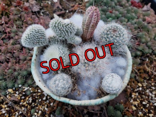 画像3: ミニサボ+ユーフォルビアセット　7P（22-3）