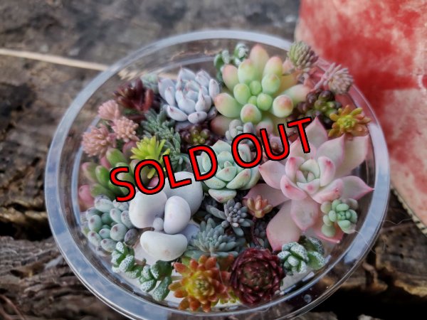 画像3: 栃尾さんの陶器のブーツ/リボン（22-3）