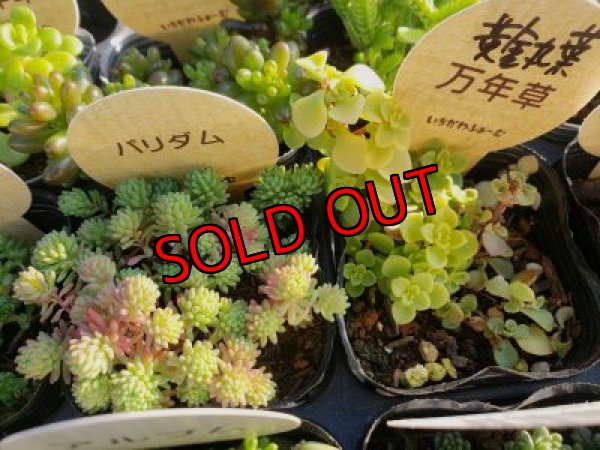 画像6: 【特別価格】いちかわふぁーむさんのセダムセット/15P-C　(11/29)