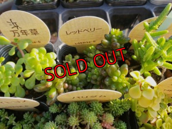 画像5: 【特別価格】いちかわふぁーむさんのセダムセット/15P-C　(11/29)
