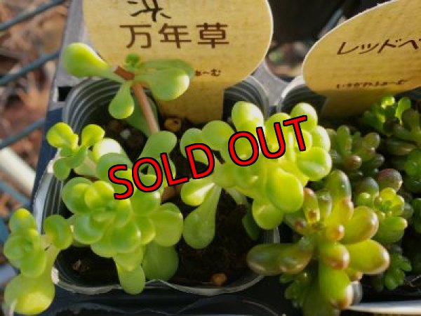 画像4: 【特別価格】いちかわふぁーむさんのセダムセット/15P-C　(11/29)