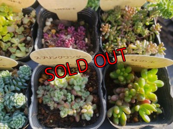 画像3: 【特別価格】いちかわふぁーむさんのセダムセット/15P-C　(11/29)
