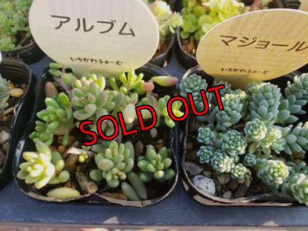 画像2: 【特別価格】いちかわふぁーむさんのセダムセット/15P-C　(11/29)