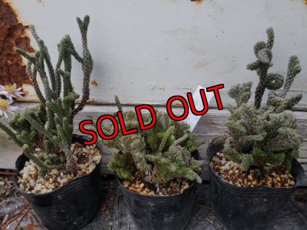 左から(1)、(2)、(3)