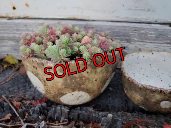 画像4: 栃尾さんの水玉鉢〜ドット/二個セット