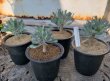 画像1:  Othonna euphorbioides  ユーフォルビオイデス 