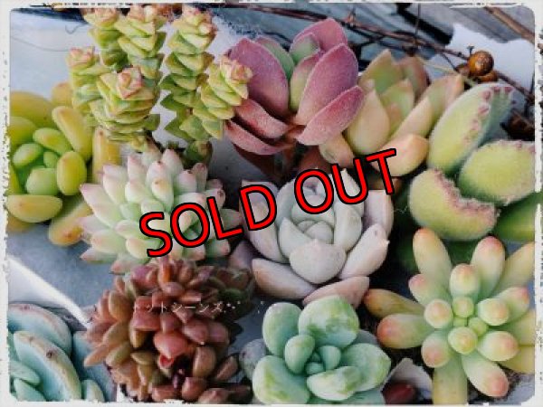 抜き苗　アソート1例です。