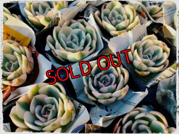 ルノーディーン錦入り