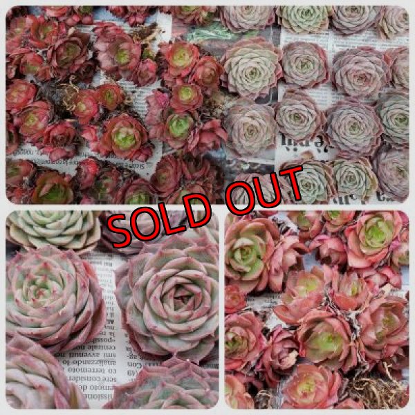 画像4: 福/迎春☆韓国苗スペシャルセット-C10品種（20-12）