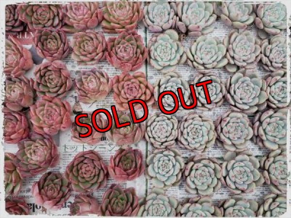 画像5: 福/迎春☆韓国苗スペシャルセット-C10品種（20-12）