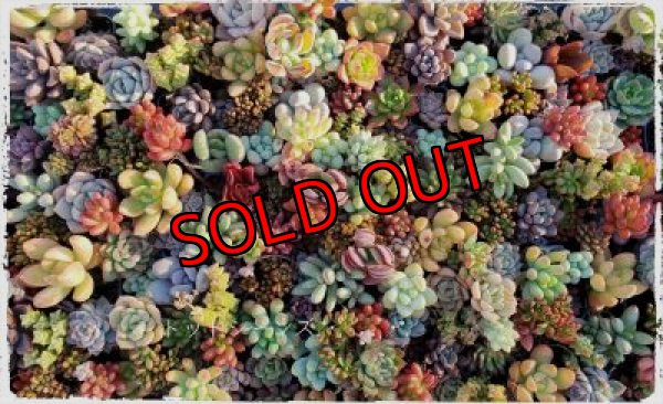 画像3: 福/迎春☆韓国苗スペシャルセット-C10品種（20-12）