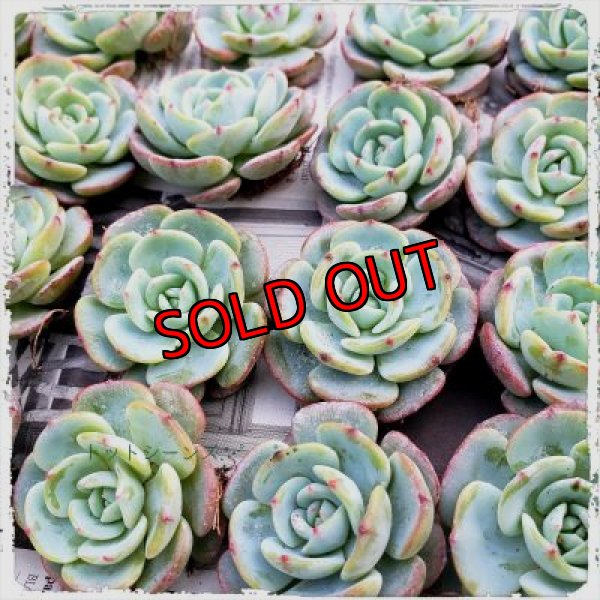 画像7: 福/迎春☆韓国苗スペシャルセット-C10品種（20-12）