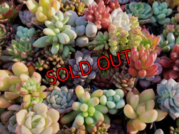 画像4: 紅葉多肉とセダムの抜き苗プルプルセット♪20P/21-1