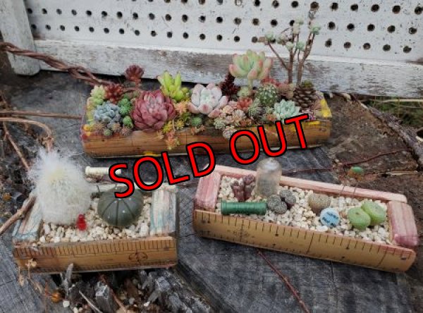 植えるとこんな感じです＾＾