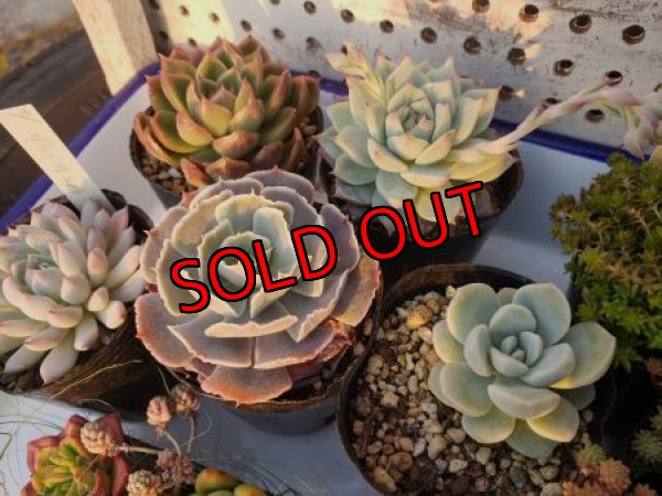 2寸ポット５個入ります。写真は1例です。