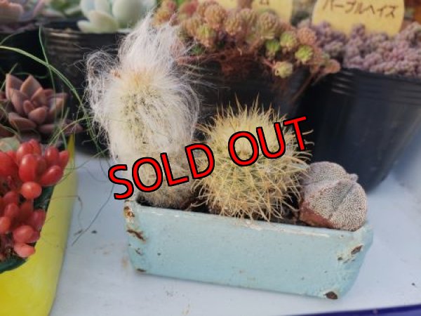 お任せでミニサボ３個入ります。