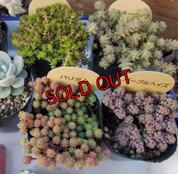 いちかわファームさんのセダム３個入ります。