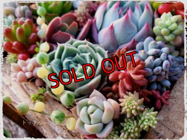 画像5: 贈り物木箱/中（正方形）〜工場のおじいさんシリーズ