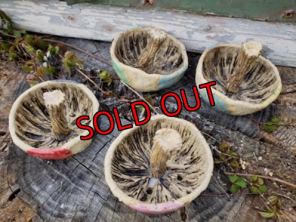 画像3: きのこ鉢〜栃尾さん&トットコラボD~水玉/ツートン（20-5）