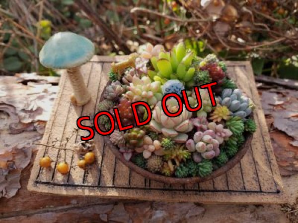 画像10: キノコ鉢×ノートのお皿+キノコオブジェ付き（20-5）