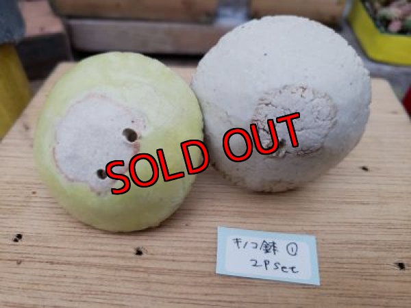 画像6: ミニキノコ鉢　2Ｐセット（20-7）