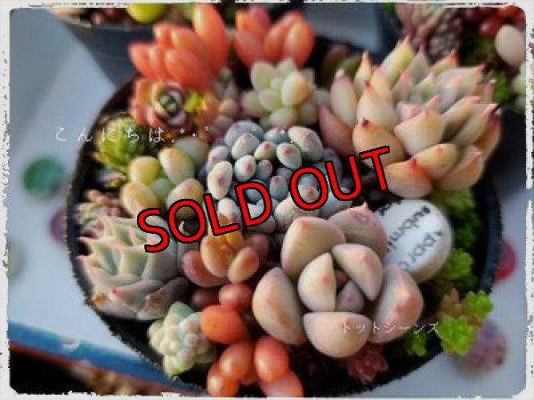 画像3: 限定☆チマチマポット/（20-5）