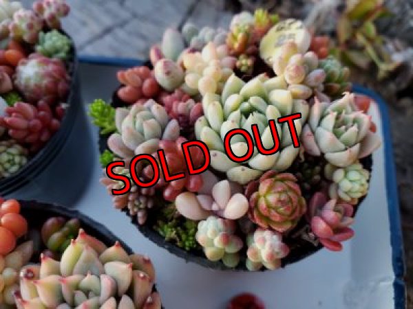 こちらは1例です。15-20種程入ってます。