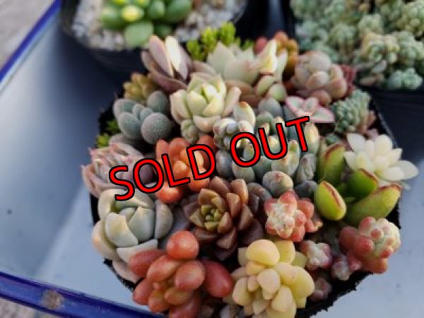 チマチマポットです（通常500円+税で販売しています。