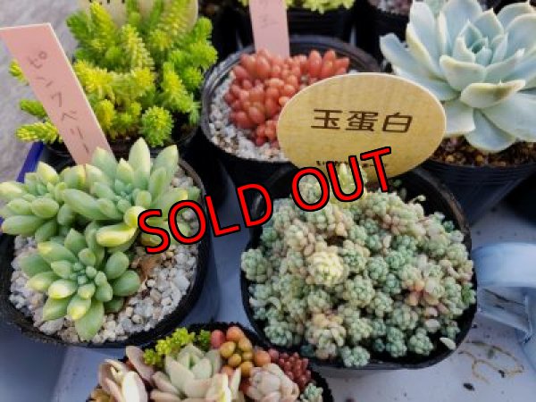 画像7: 初夏の多肉とセダムセットA-16（20-6）