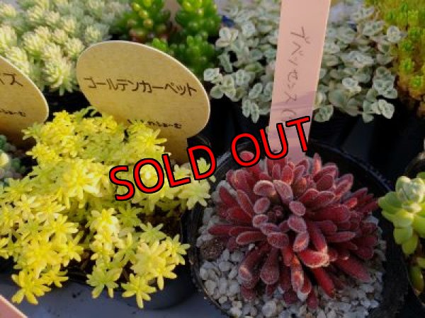 赤いのが　ブベッセンスです。