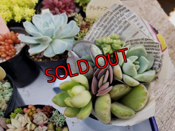 画像5: 初夏の多肉とセダムセットA-16（20-6）