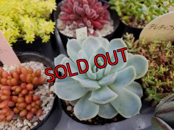 画像8: 初夏の多肉とセダムセットA-16（20-6）