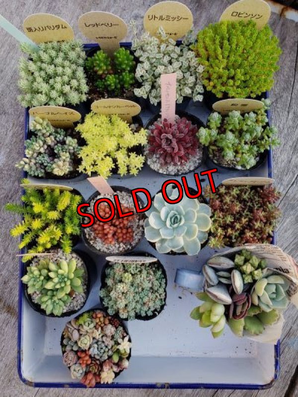 画像2: 初夏の多肉とセダムセットA-16（20-6）