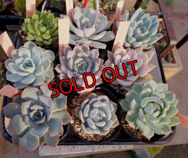 この中からおひとつお任せで入れさせて頂きます。