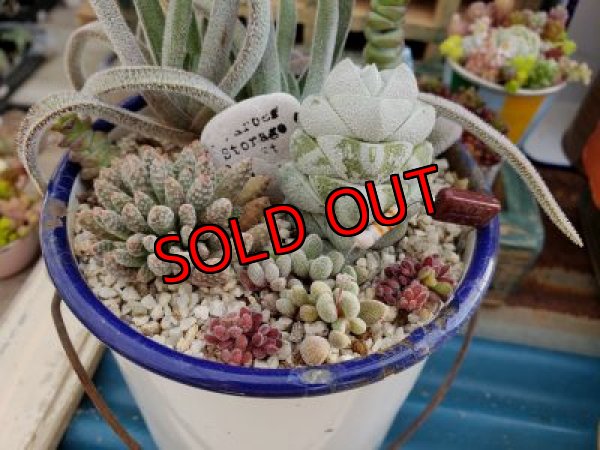 画像2: 古いホーロー✕クラッスラ寄せ/ 3（20-6）