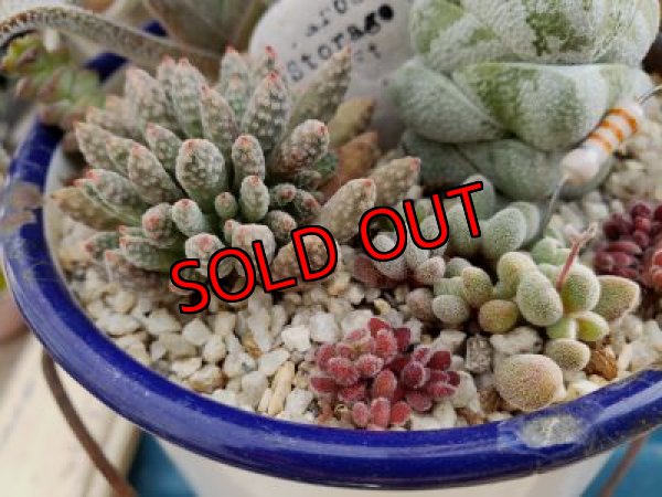 画像3: 古いホーロー✕クラッスラ寄せ/ 3（20-6）