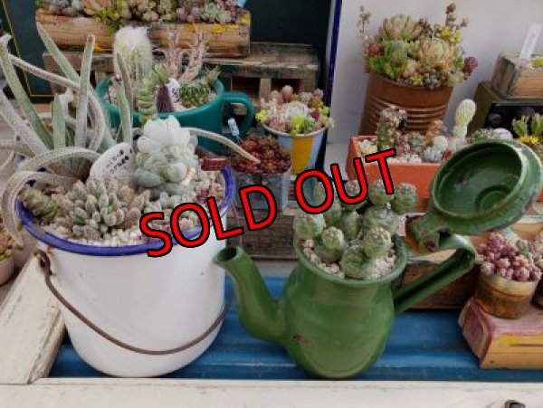 画像6: 古いホーロー✕クラッスラ寄せ/ 3（20-6）