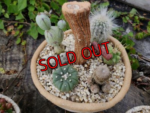 画像5: きのこ鉢〜栃尾さん&トットコラボ-D~ゼンタングル（20-7）