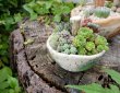 画像3: きのこ鉢寄せ植え〜栃尾さん&トットコラボ（20-7）