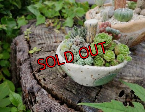 画像3: きのこ鉢寄せ植え〜栃尾さん&トットコラボ（20-7）