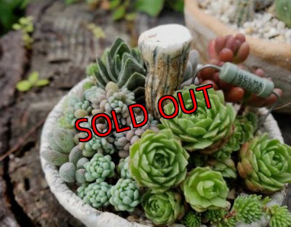 画像6: きのこ鉢〜栃尾さん&トットコラボ~水玉（20-7）