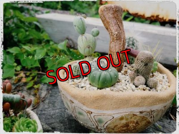 ゼンタングルキノコ鉢✕多肉とサボテン