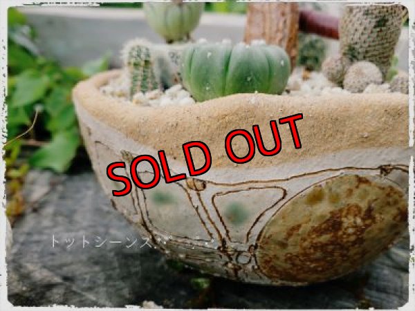 画像7: きのこ鉢寄せ植え〜栃尾さん&トットコラボ（20-7）