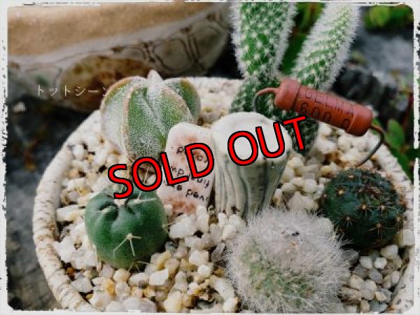 茶水玉キノコ鉢✕サボテン