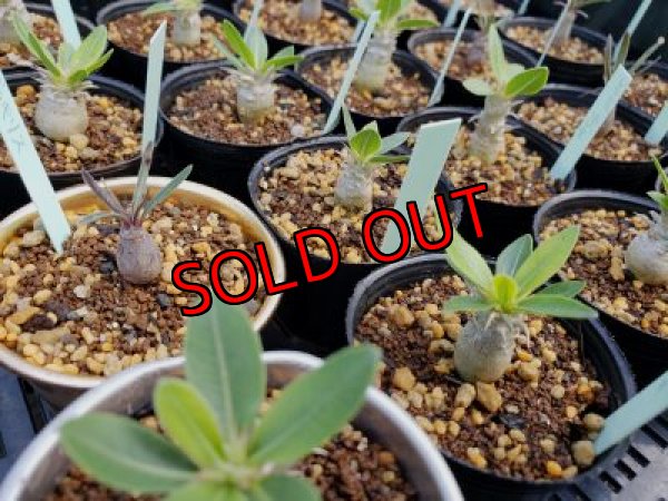 画像3: パキポディウム　2種セット（20-7）