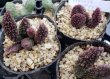 画像1: Adromischus レッドドリアン（20-7）