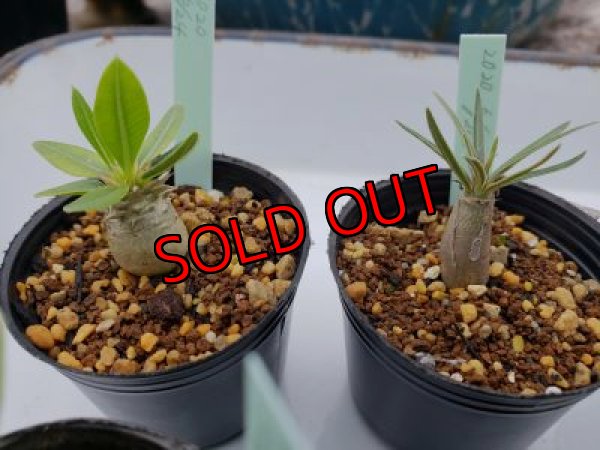 画像6: パキポディウム　2種セット（20-7）