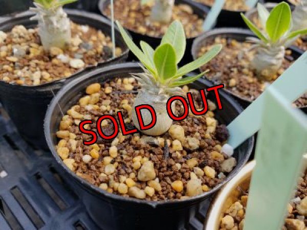 画像4: パキポディウム　2種セット（20-7）