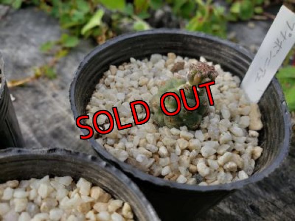 画像5: プナ　ボンニアエ〜Puna bonnieae（20-7）